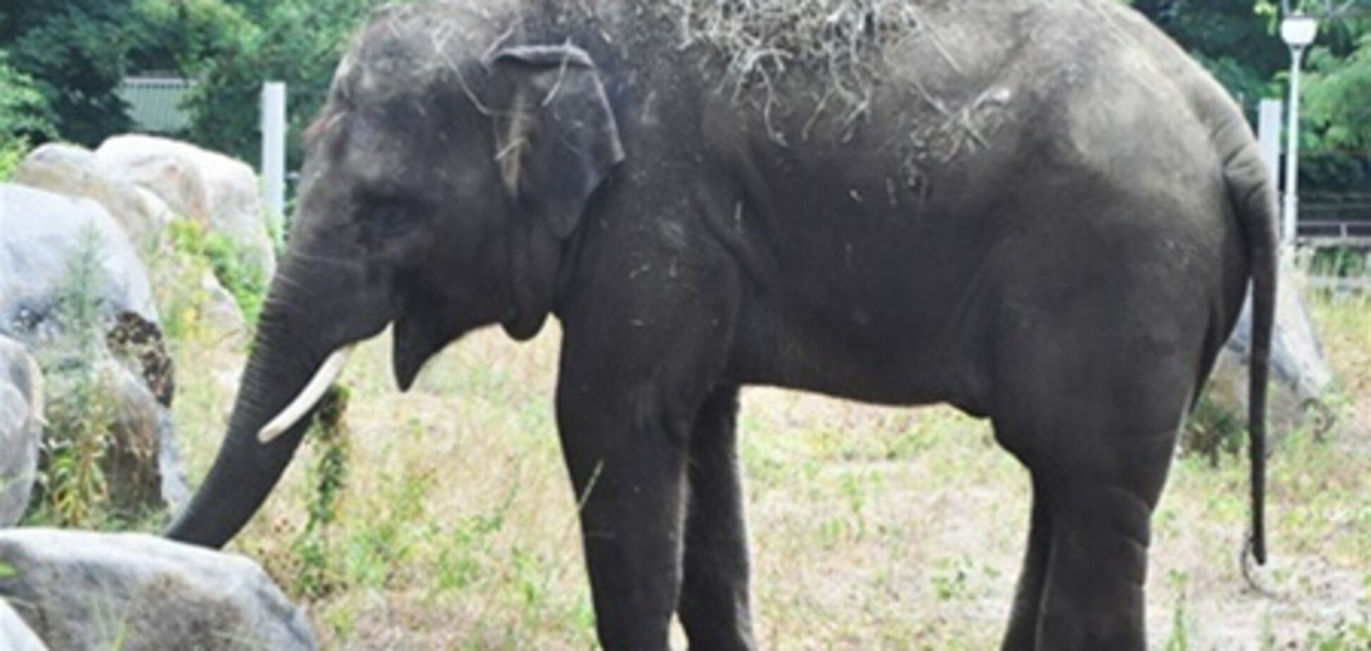 Киевский слон Хорас здоров - зоопарк