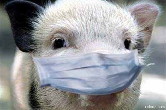 В России зафиксировано 52 очага африканской чумы