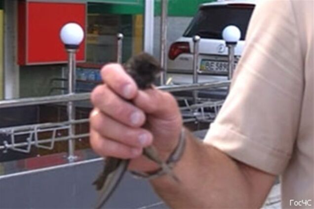 ГосЧС Миколаєва врятувала ластівку і передала її в зоопарк