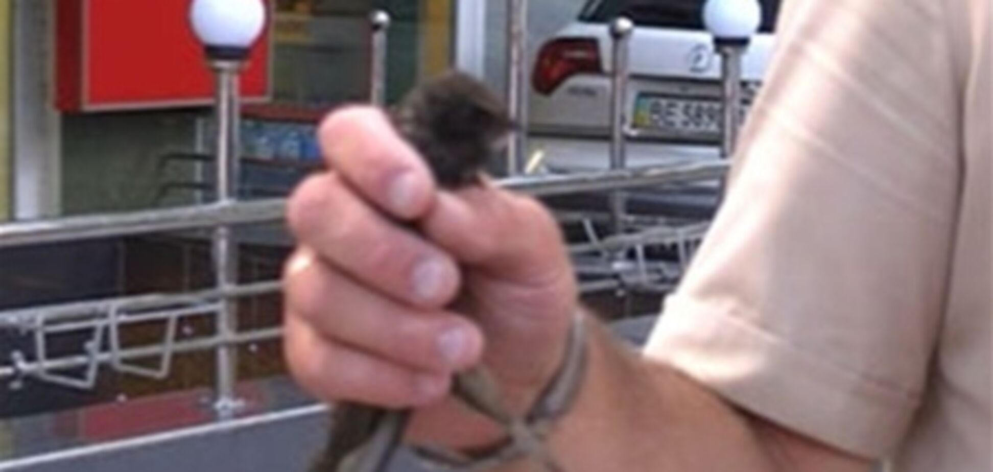 ГосЧС Миколаєва врятувала ластівку і передала її в зоопарк
