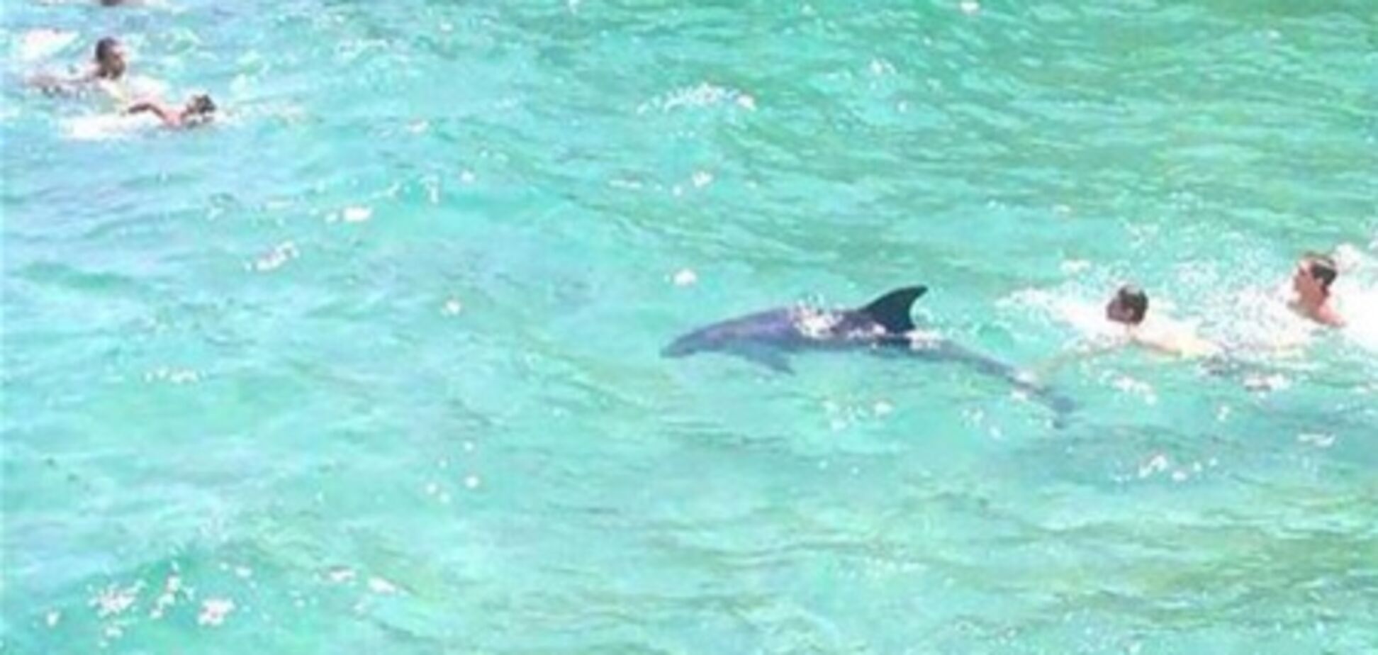 В Италии дельфин устроил шоу для отдыхающих