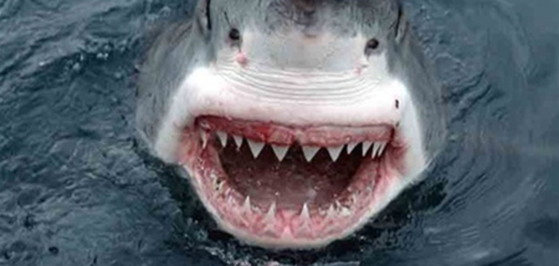 Во Франции акула перекусила 15-летнюю серфингистку