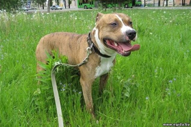 У центральному парку Харкова собака покусав дівчинці особа