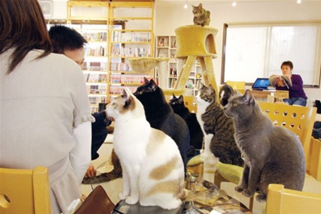 В Японии можно посидеть в кафе в компании с кошками