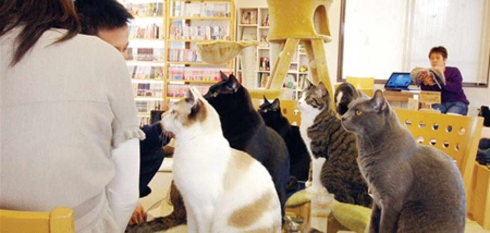 В Японии можно посидеть в кафе в компании с кошками