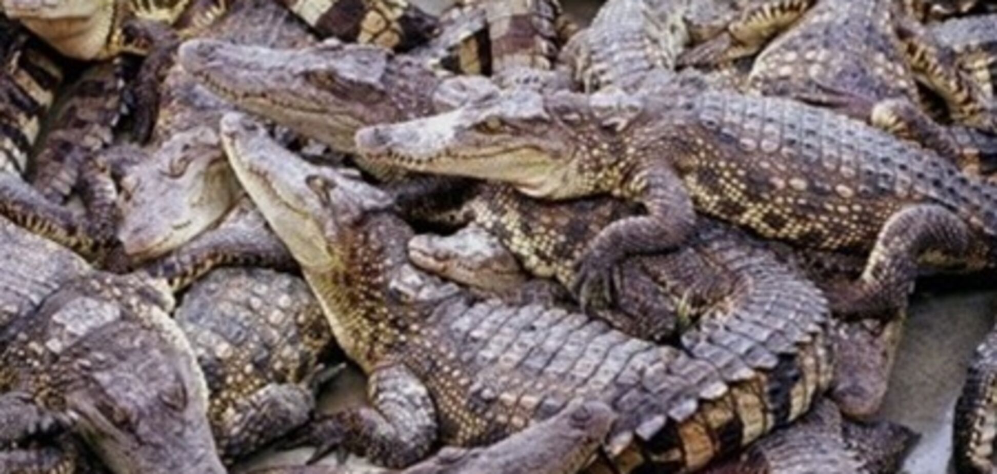 Московская милиция арестовала крокодилов и змей