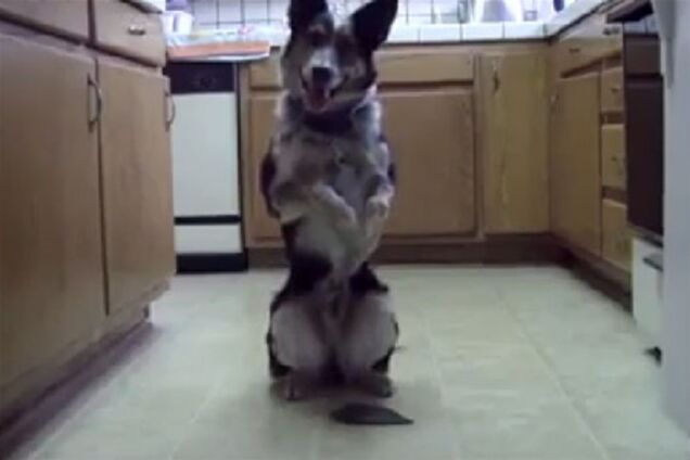 Гениальный пес шокировал Интернет