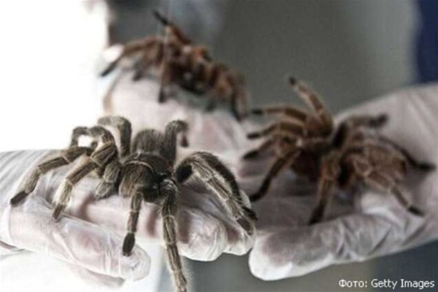 Чилиец держит на ферме 5000 пауков размером с человеческую руку