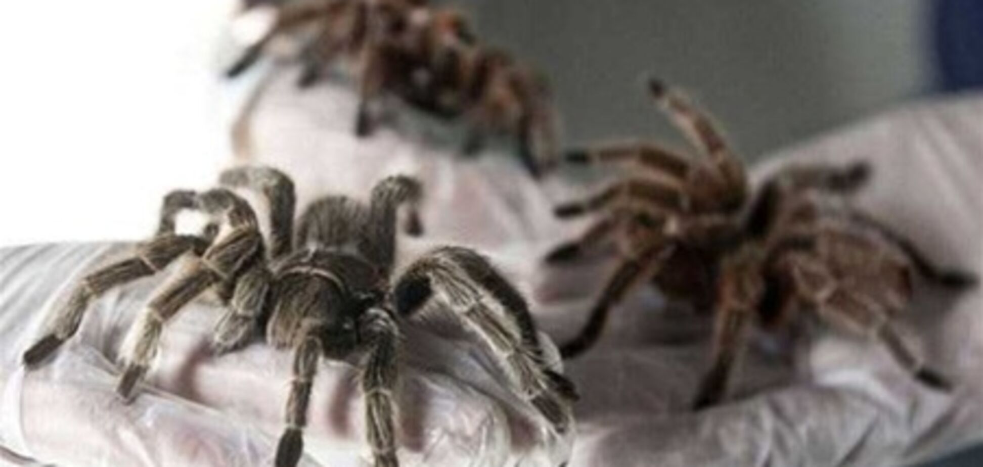 Чилієць тримає на фермі 5000 павуків розміром з людську руку