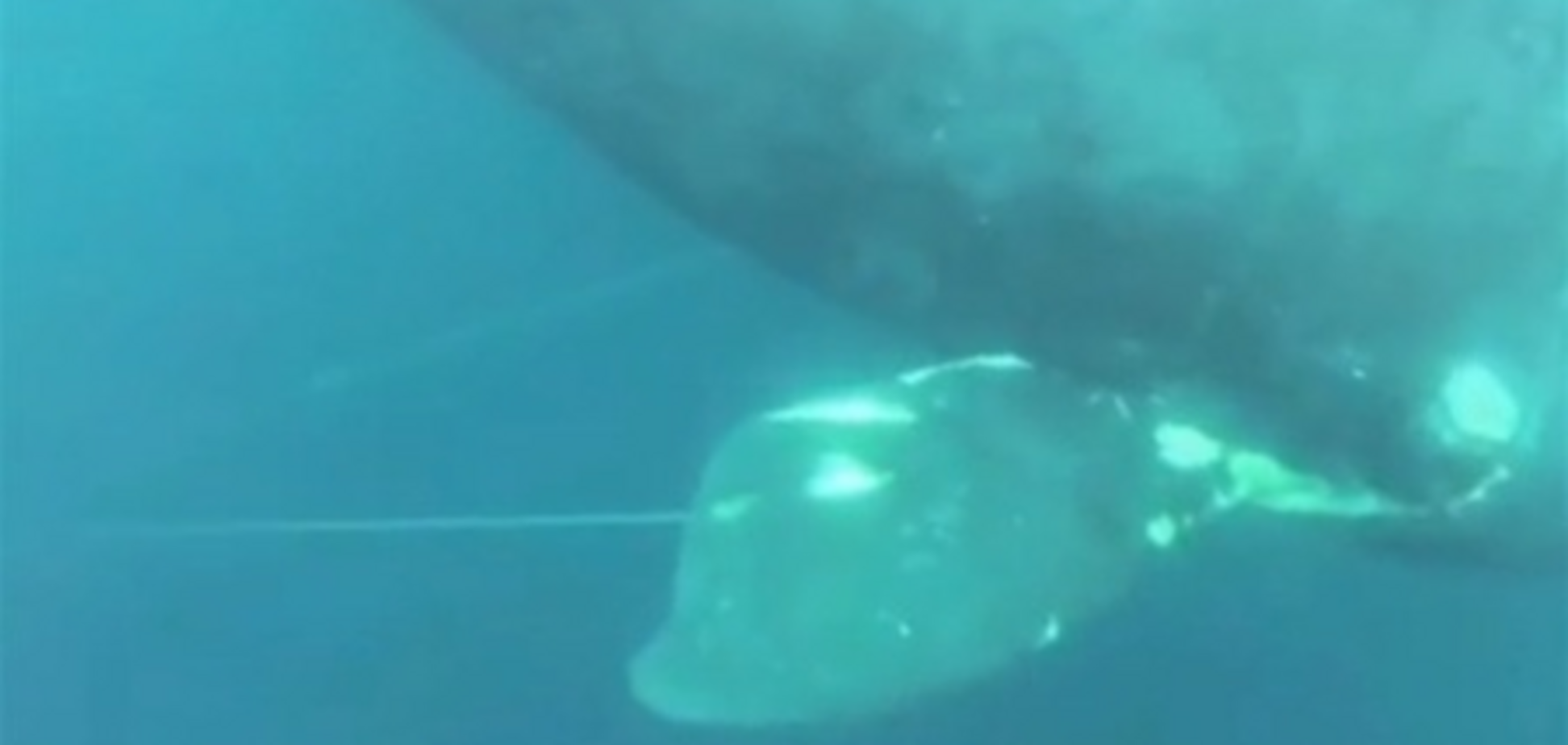 Американский рыбак спас кита, запутавшегося в сетях у берега