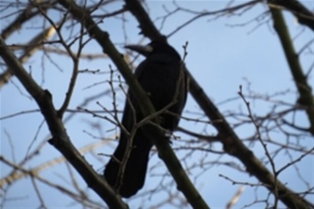 В Киеве спасали орущую ворону