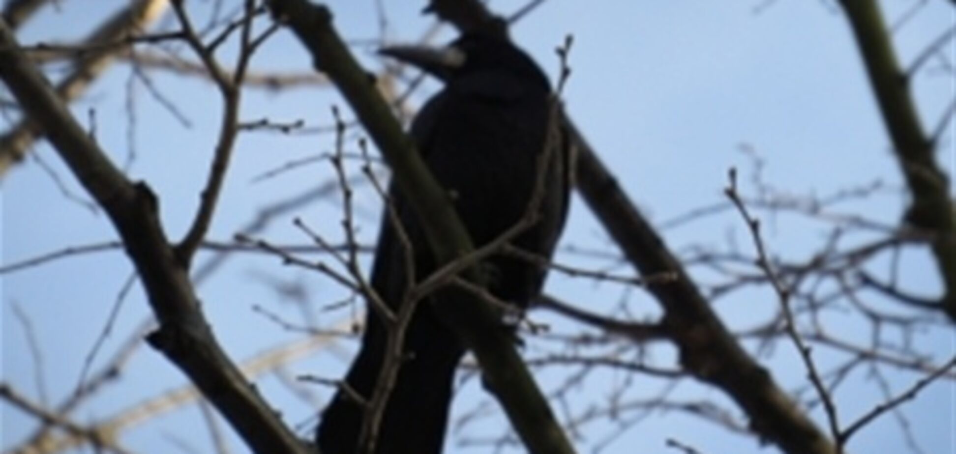 В Киеве спасали орущую ворону