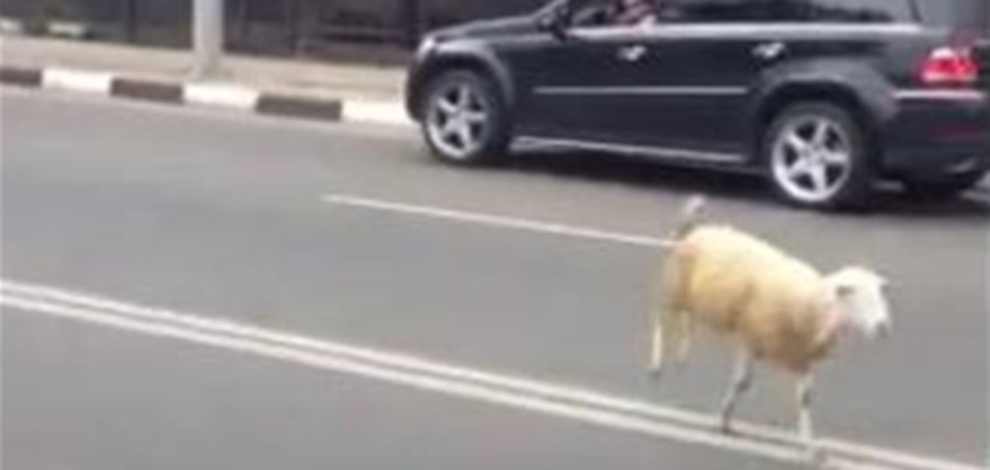 В Харькове баран, не желавший стать шашлыком, сбежал от повара