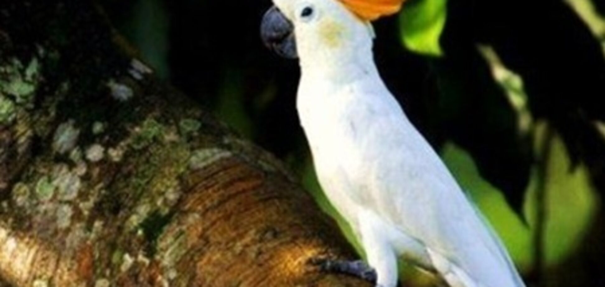Австралийская полиция нашла похищеного 82-летнего попугая
