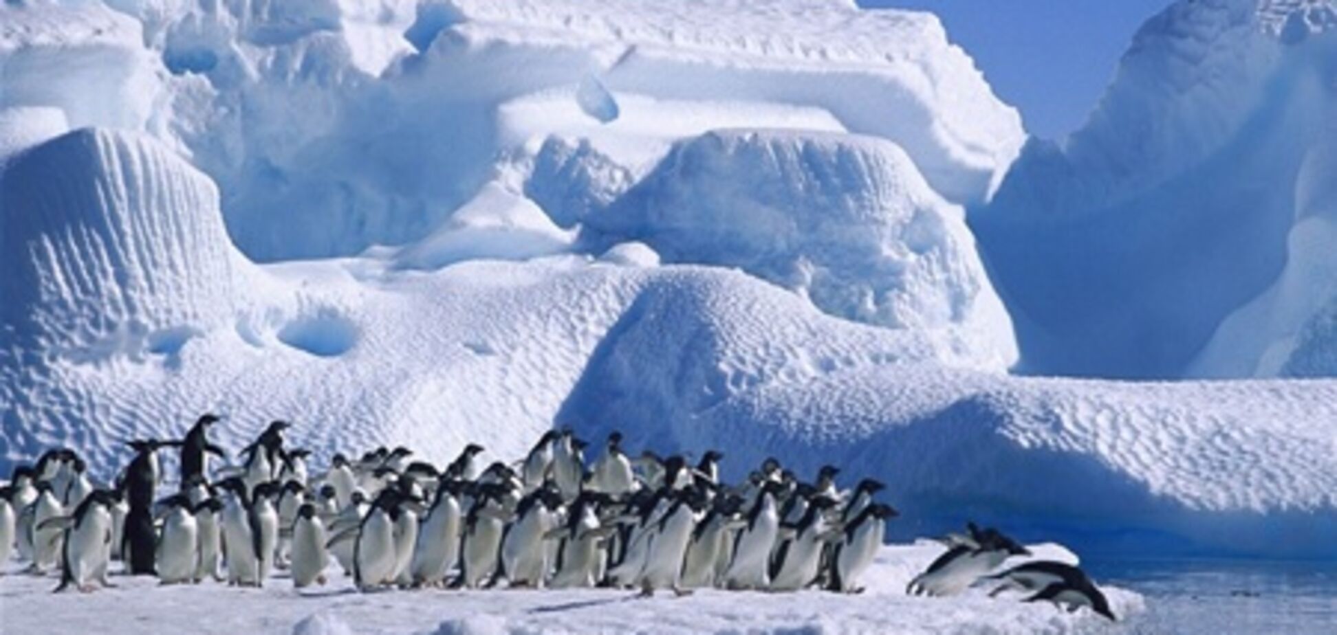 Россия заблокировала создание морских заповедников в Антарктике