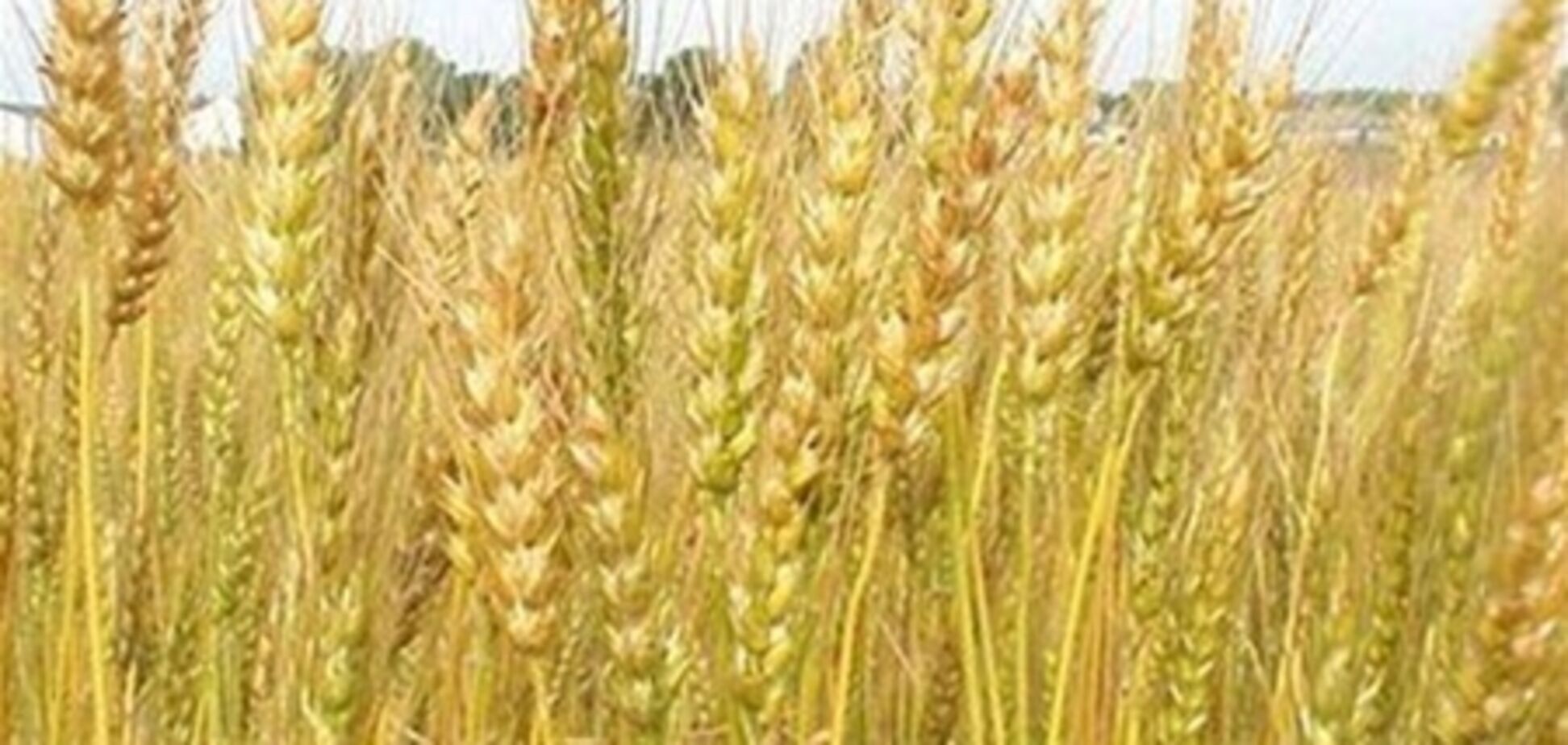 Арбузов: в Украине собрали почти 70% ранних зерновых