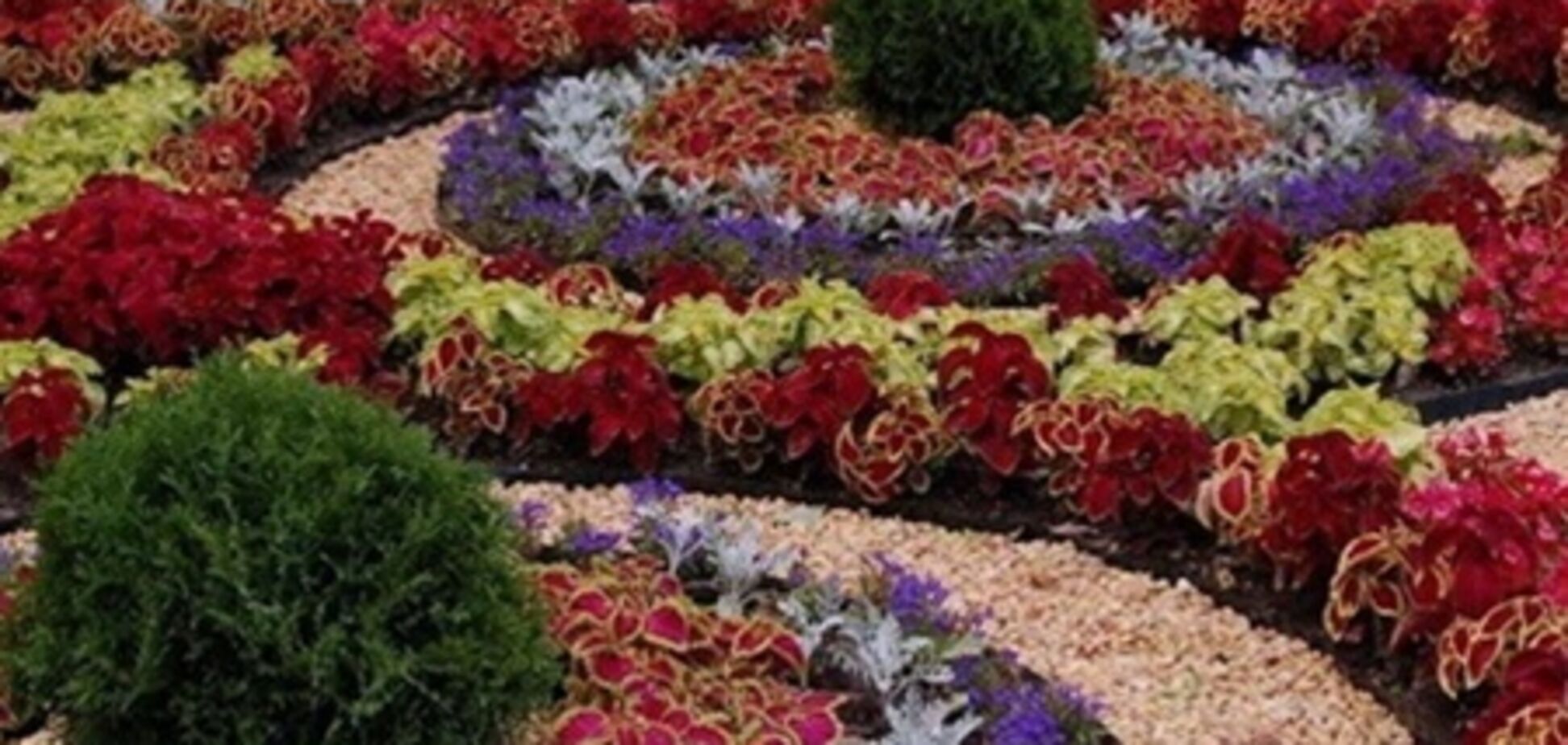В Донецке за выходные вандалы украли с клумбы 2,5 тыс. цветов