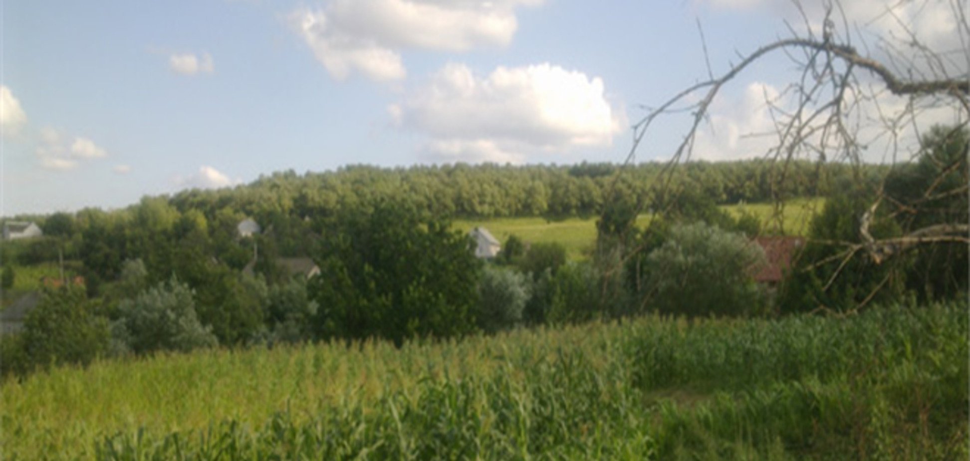 На Буковине мужчина замаскировал поле конопли среди кукурузы 