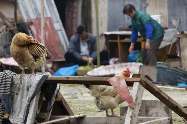 В Пекине зафиксирован новый случай заражения птичьим гриппом