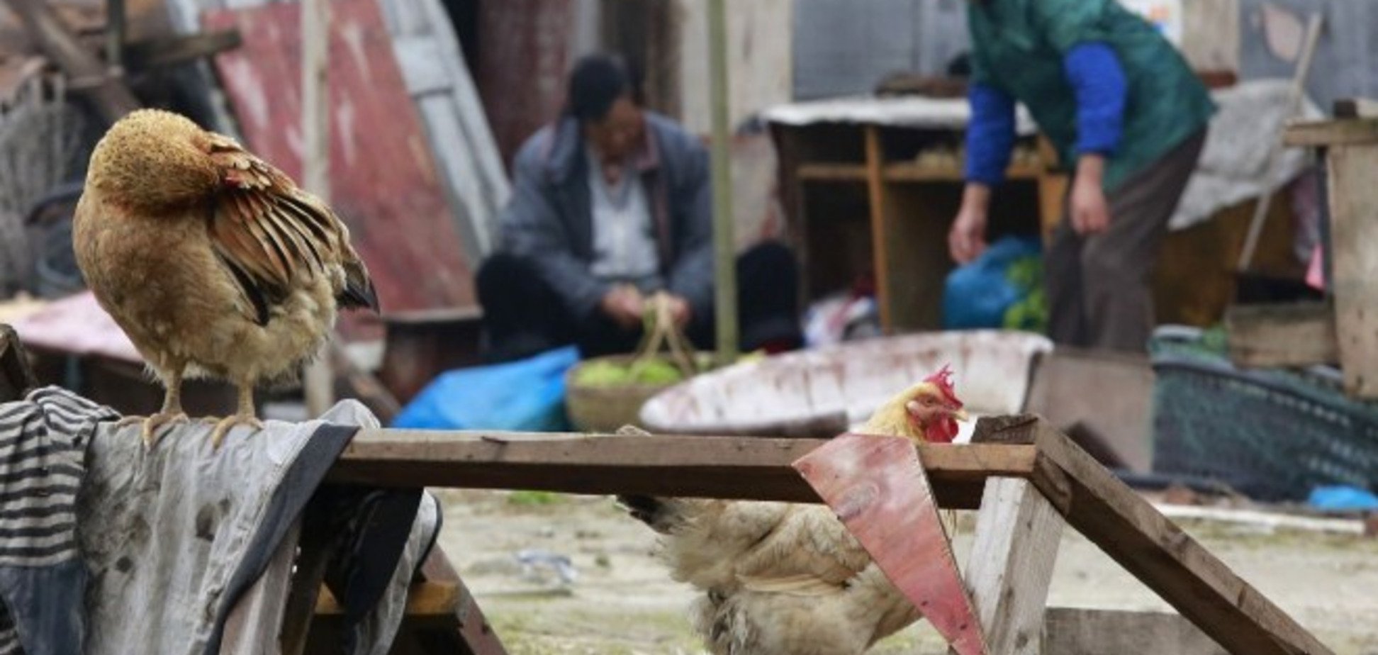 В Пекине зафиксирован новый случай заражения птичьим гриппом