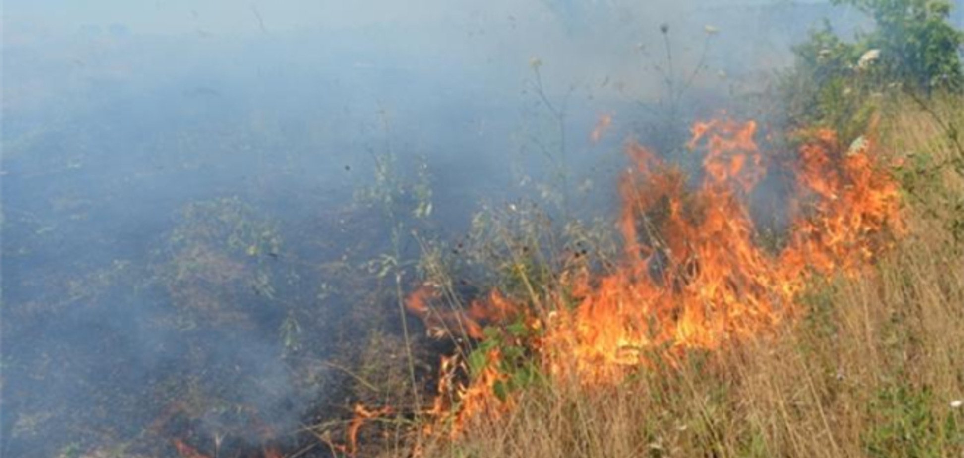 У Криму згоріло два гектари виноградників