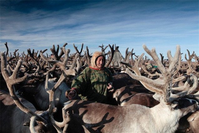 Россия увеличивает поставки оленины в Европу