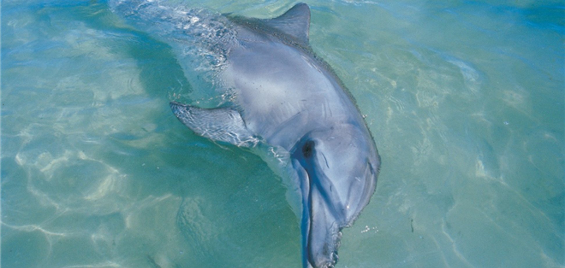 Где туристам лучше всего посмотреть дельфинов и китов
