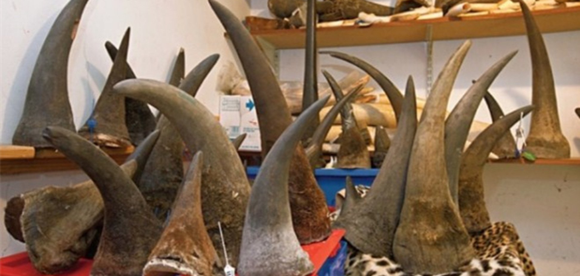 Рекордну партію рогів носорога вилучили в Чехії