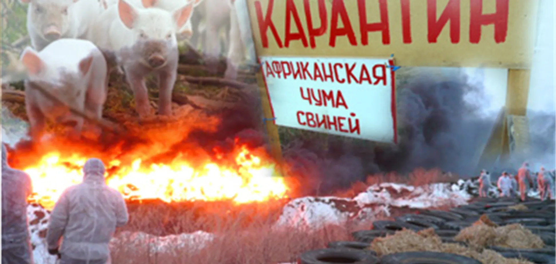 В России скрывают факты появления африканской чумы