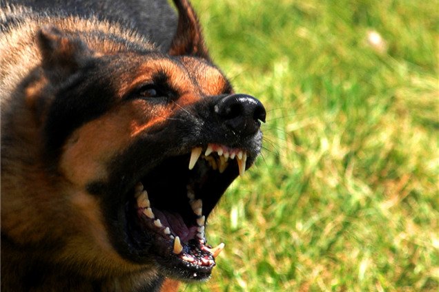 Собаку, искусавшую хозяйку на Ривненщине, закололи вилами