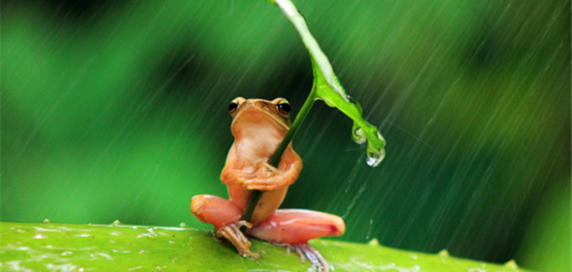 Интернет взорвала лягушка с зонтом