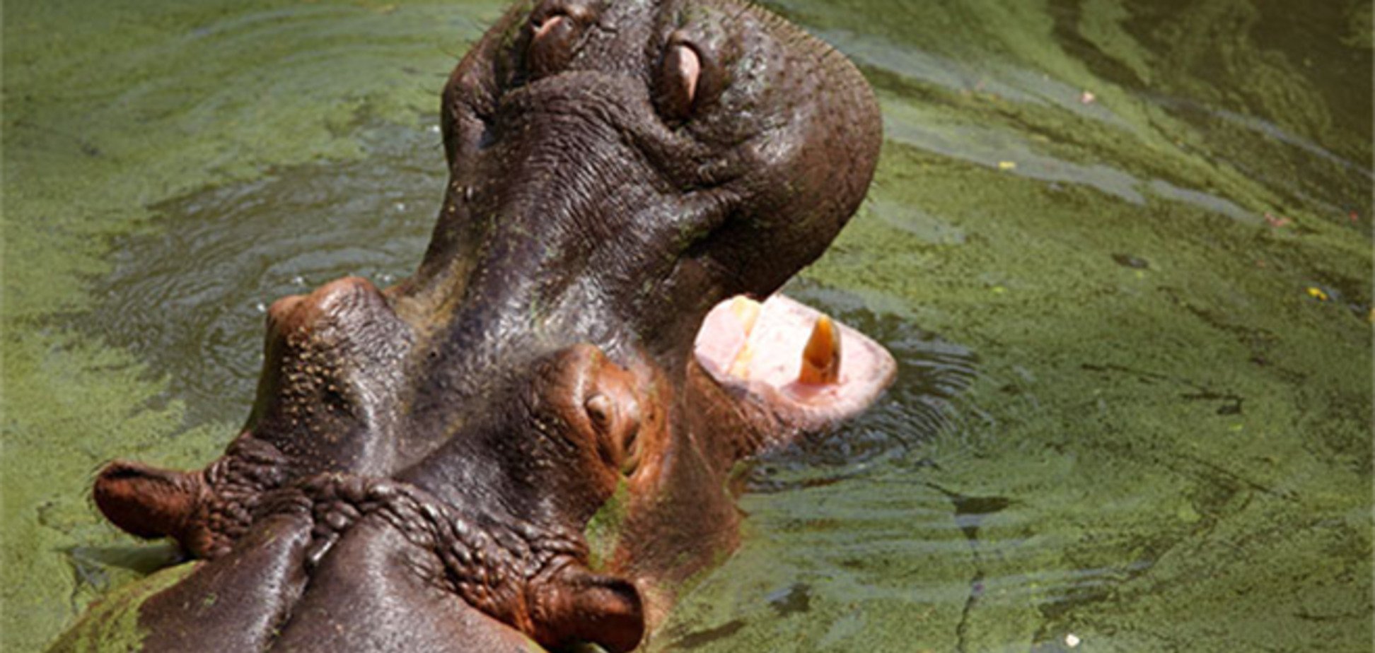 У російському зоопарку померла найстаріша в Європі бегемотиха
