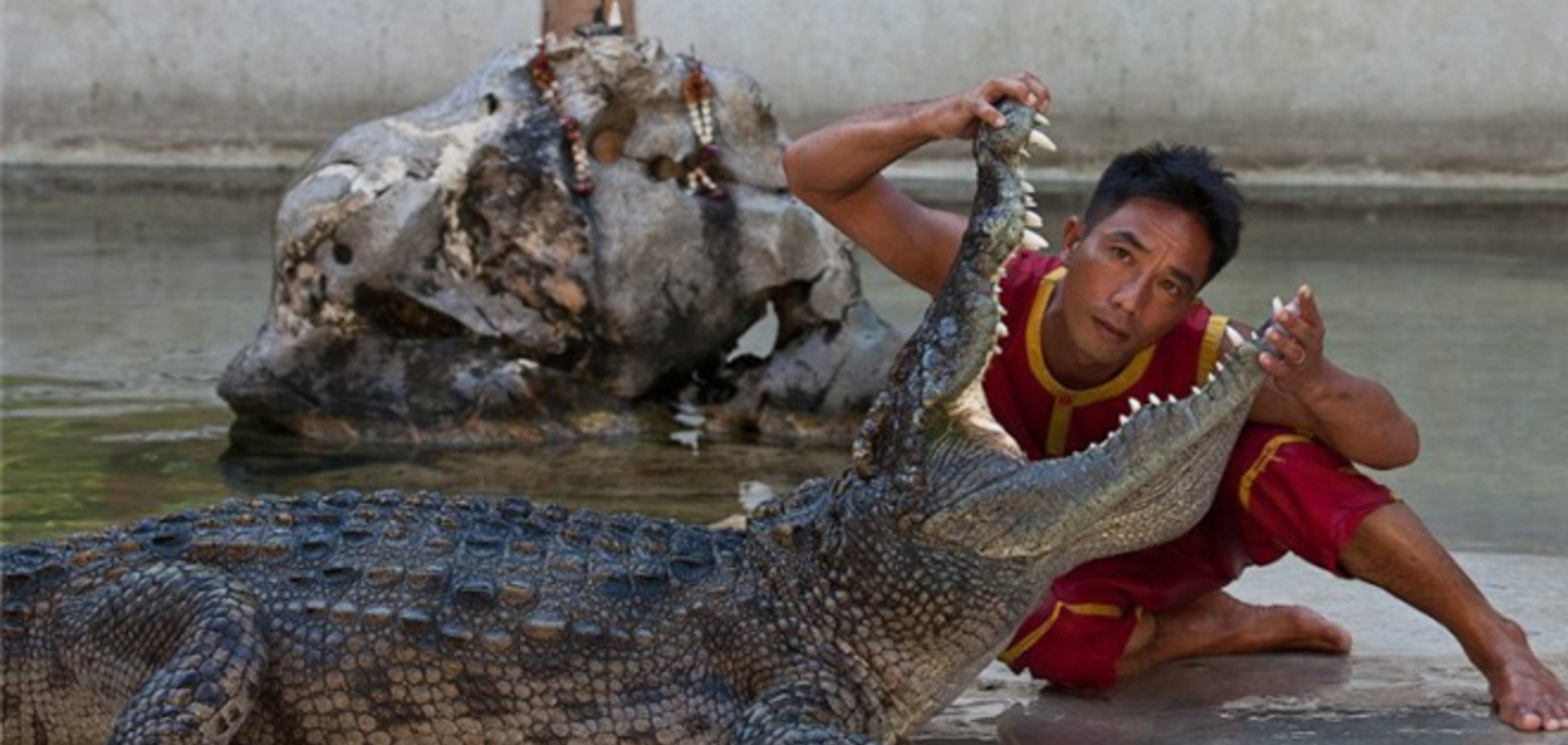 У Таїланді крокодил мало не відкусив артисту голову