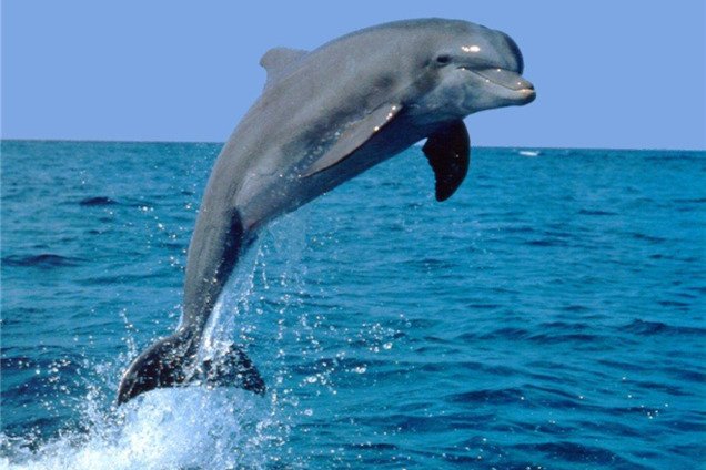 У Криму працівники пансіонату вбили дельфіна