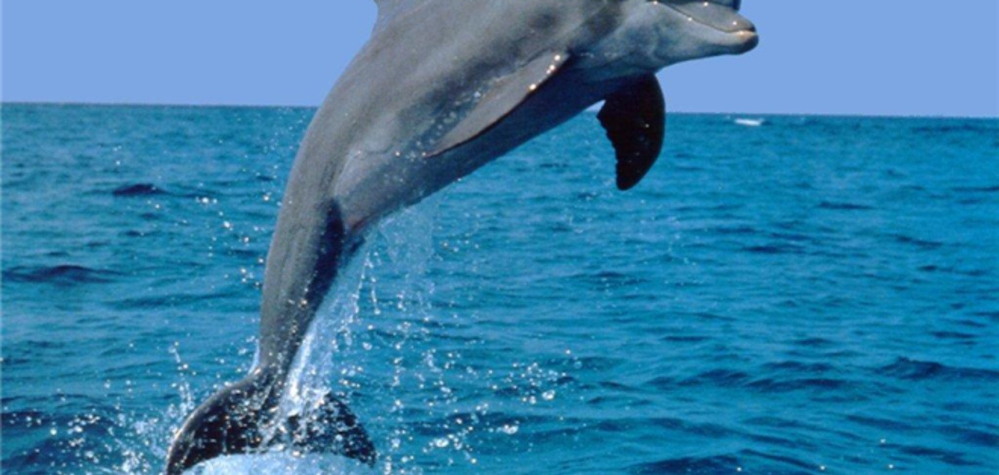 В Крыму работники пансионата убили дельфина