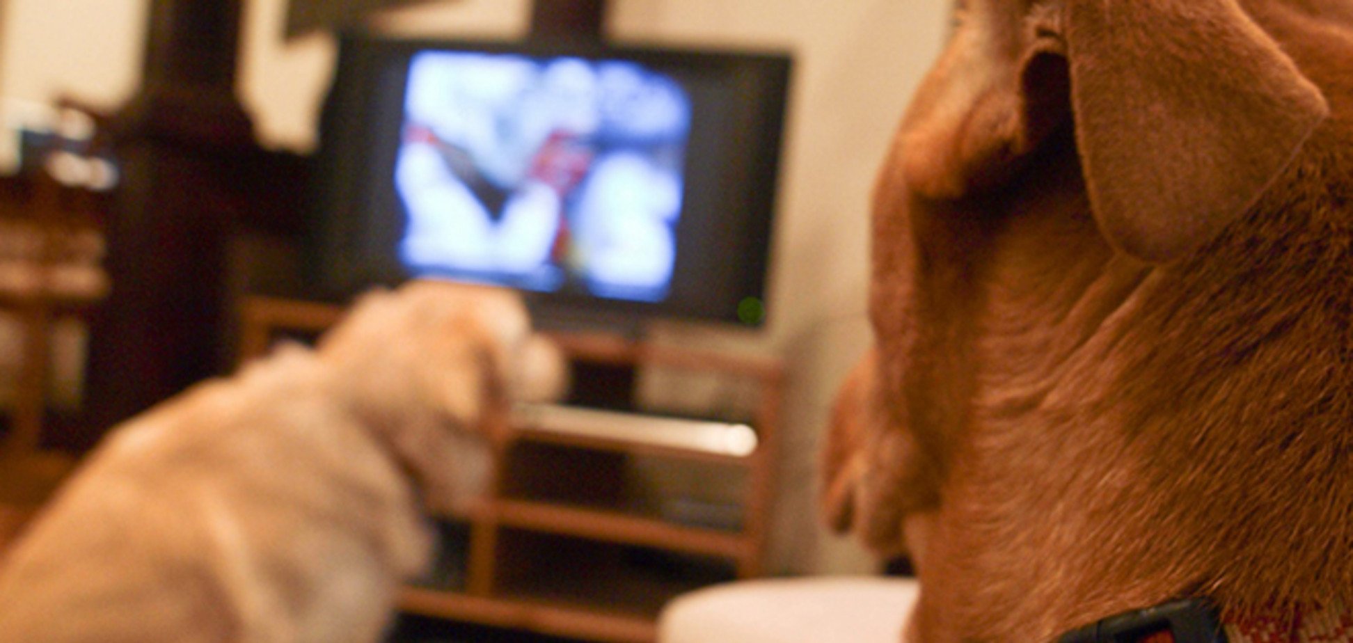 У США з серпня почне мовлення цілодобовий телеканал для собак