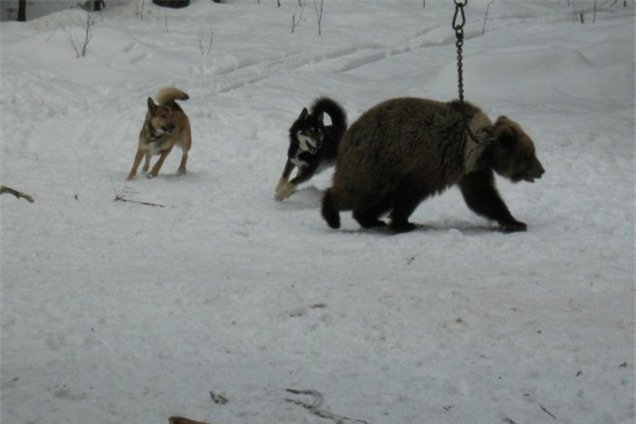 Концлагеря для животных