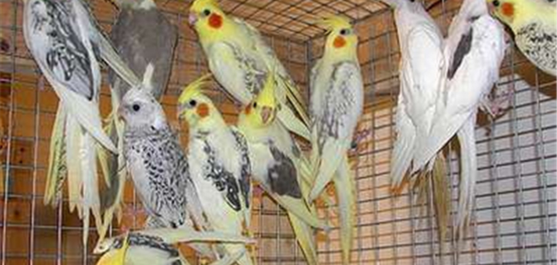 На Сумщине пьяного вора покусали 60 декоративных птиц