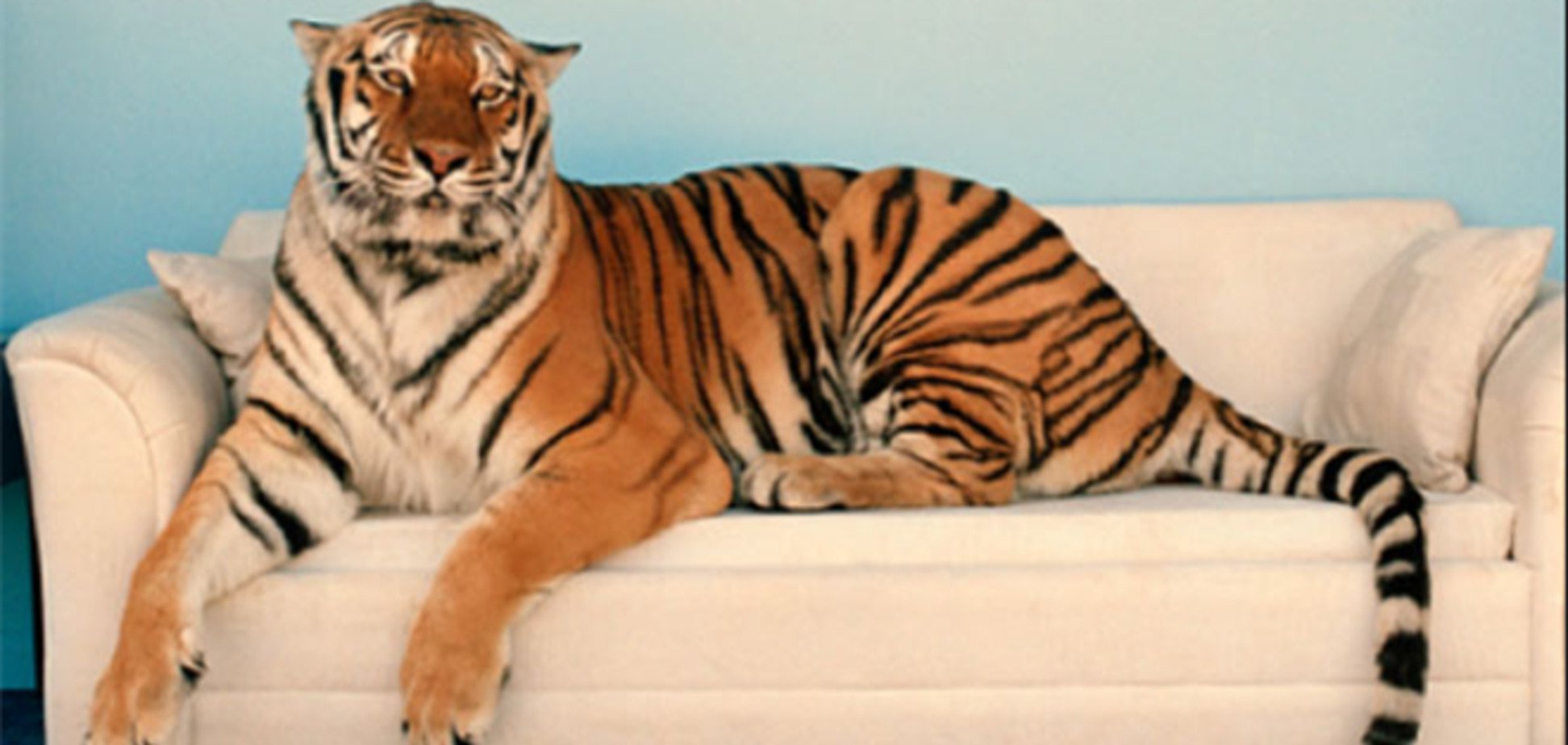 Любимые экзотические животные украинцев