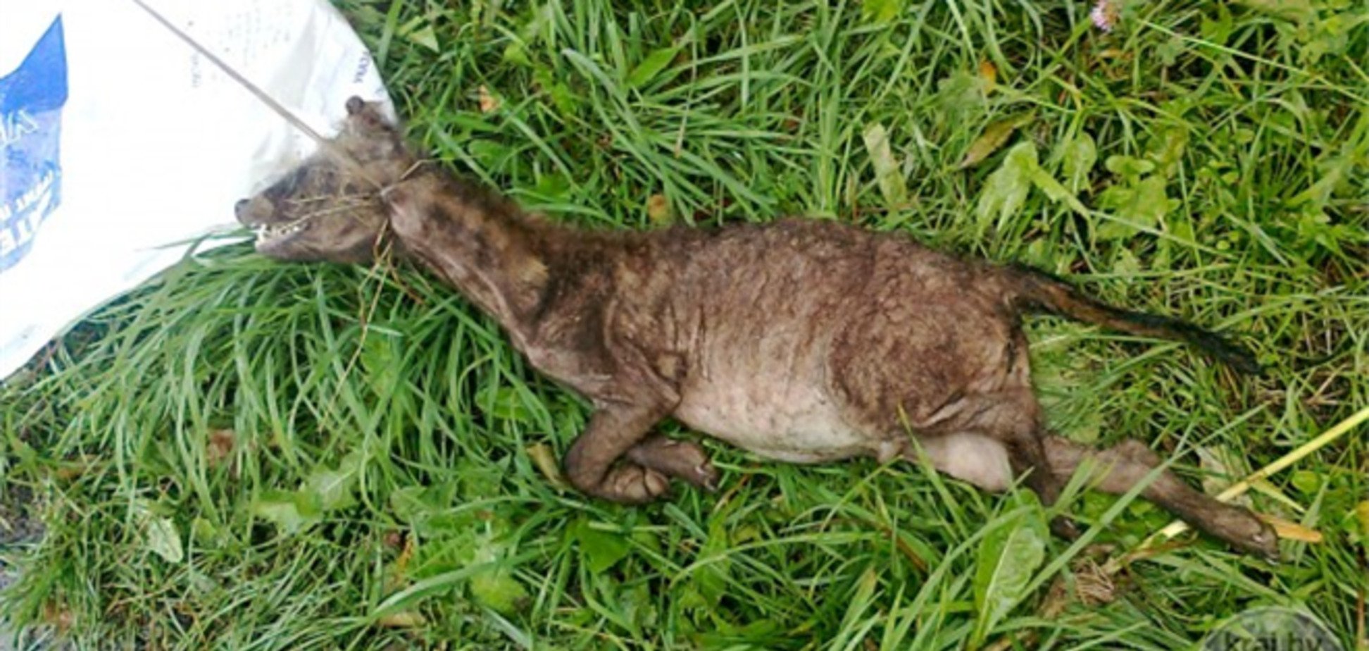 В Беларуси лысого енота приняли за чупакабру