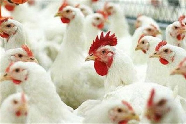 Эксперты: ЕС подтвердил высокое качество украинской курятины