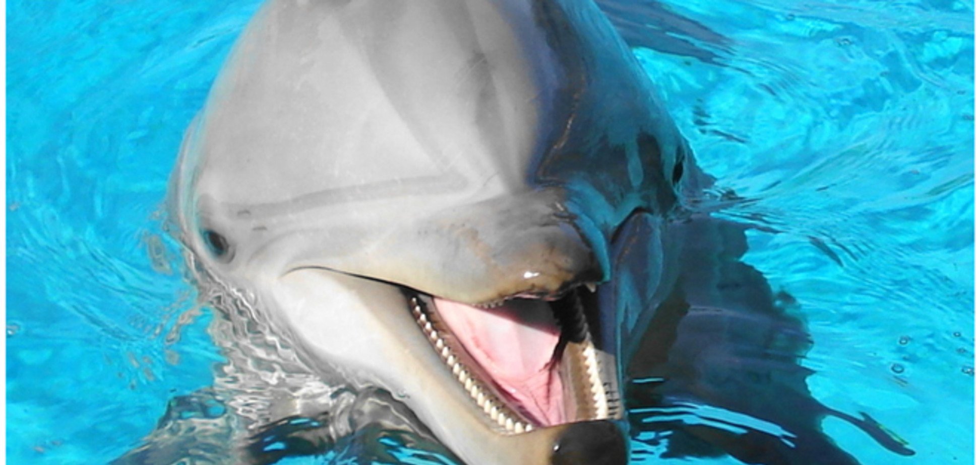 Пользователи Интернета ополчились на убийц дельфина в Крыму