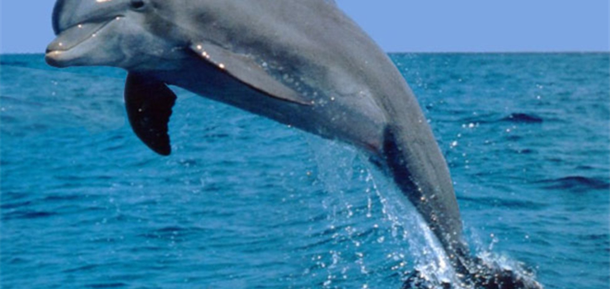 Скандал с дельфином в Крыму: сельсовет уведомили, что животное было мертвым