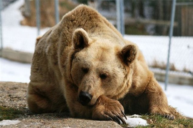 В России медведица напала на людей в зоокомплексе