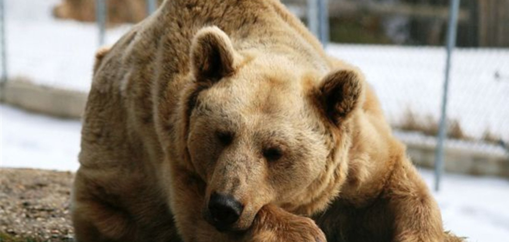 В России медведица напала на людей в зоокомплексе