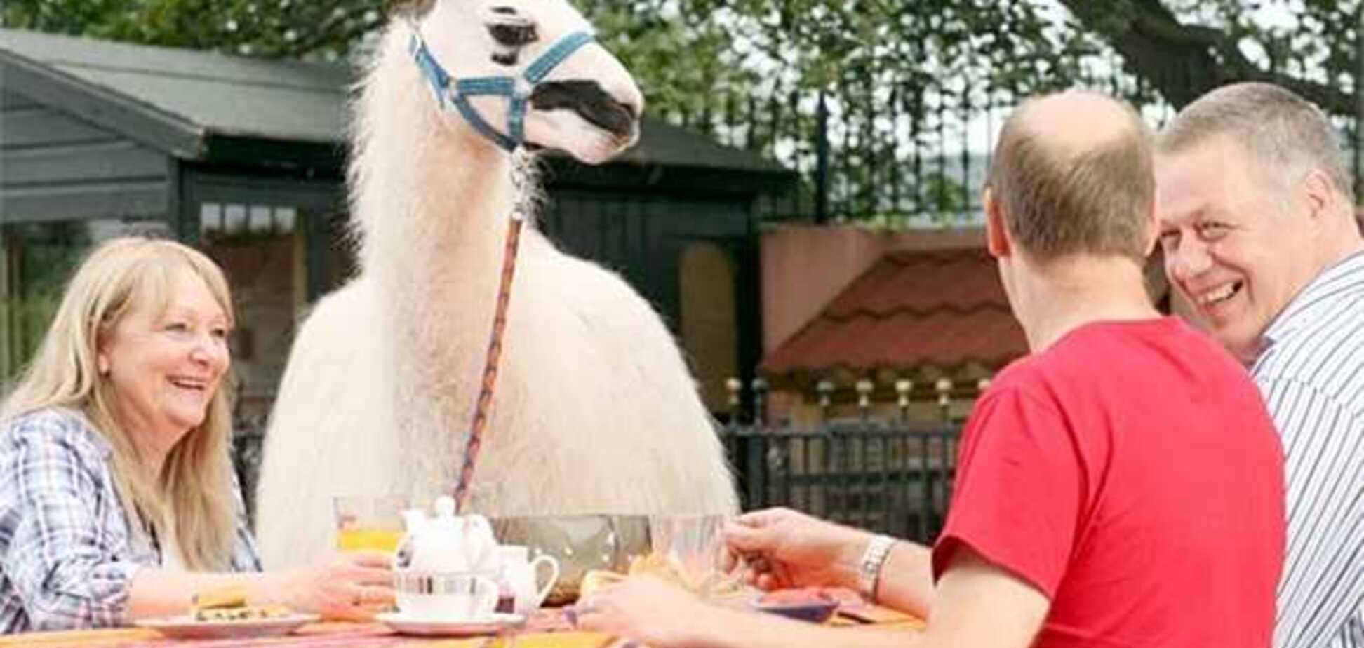 В британском отеле можно позавтракать вместе с ламами