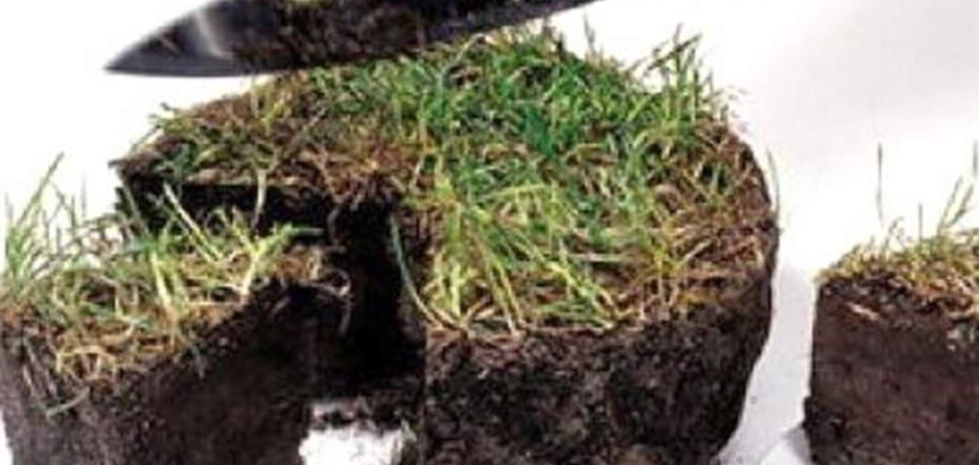 На Львовщине раскрыта земельная афера на 1,6 млн гривен