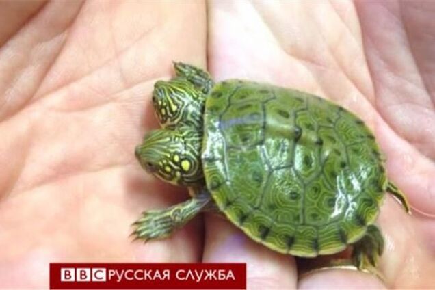 У двухголовой черепахи появилась страница в Facebook