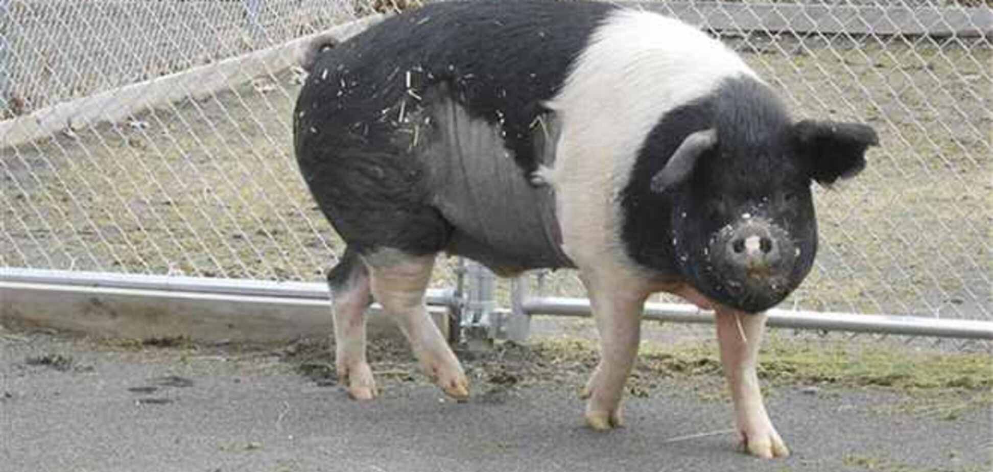 Американському фермерові вдалося врятувати від раку улюблену свиню