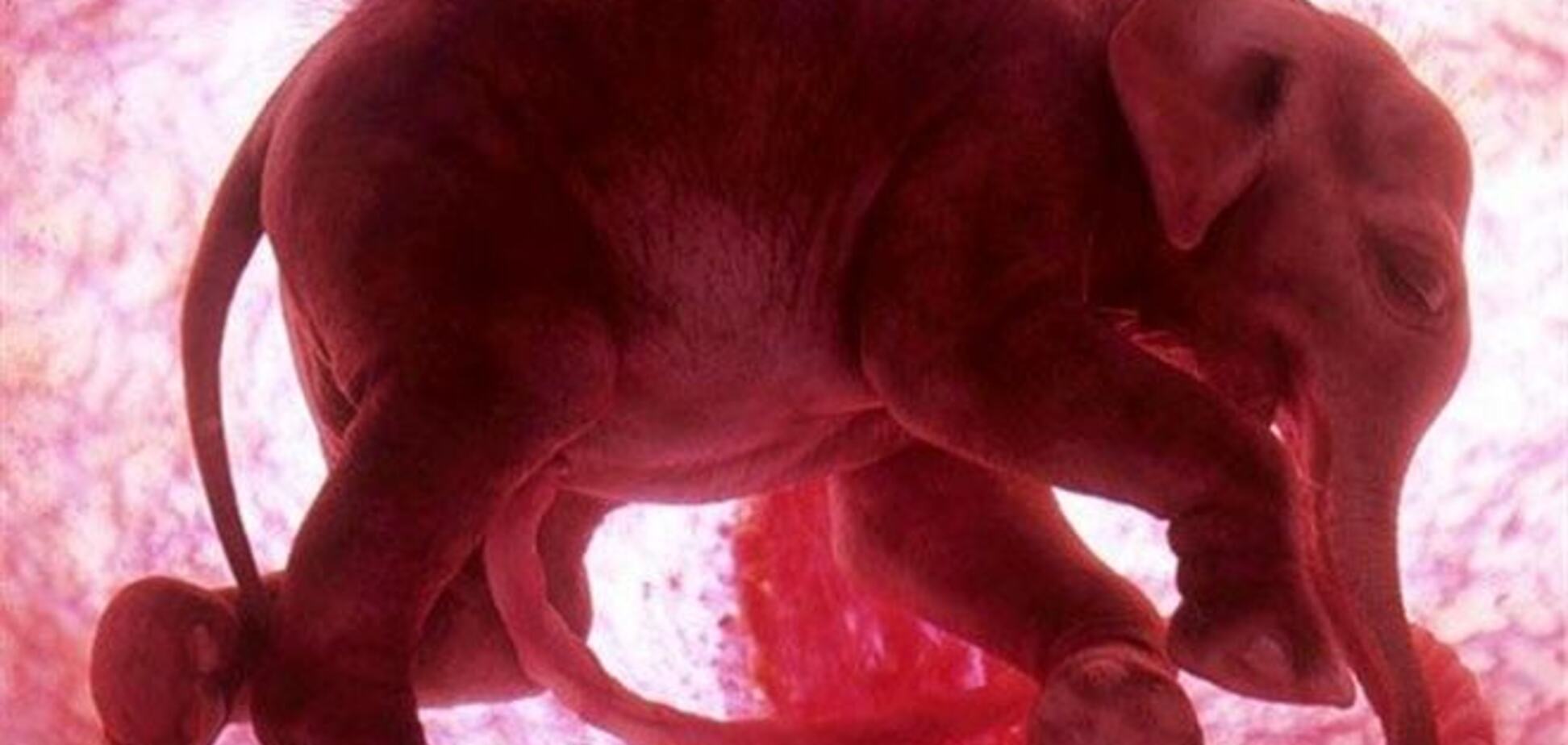 Животные в утробе матери: уникальные фото